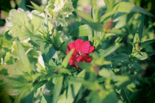 緑に映える赤い花 緑に映える赤い花 赤い花,緑,自然の写真素材