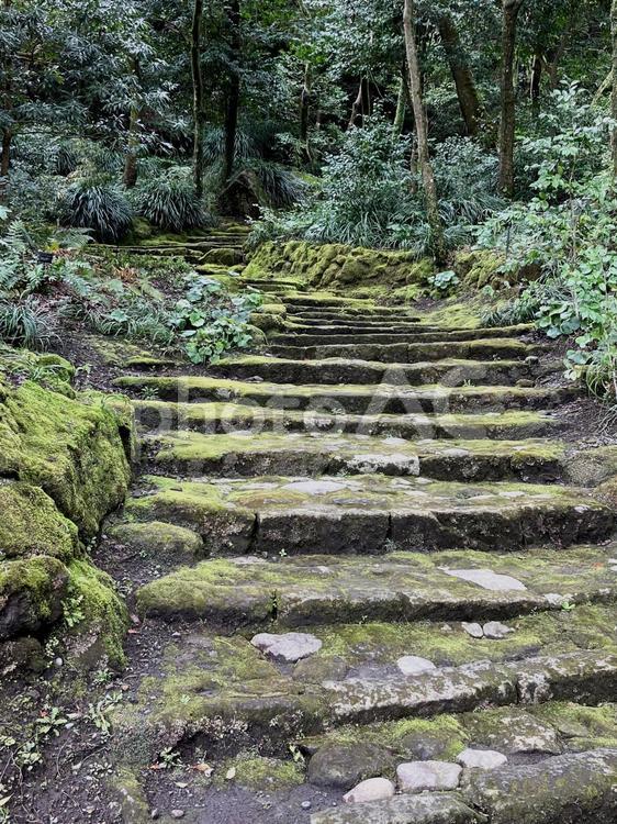 苔むした階段 苔,階段,自然の写真素材