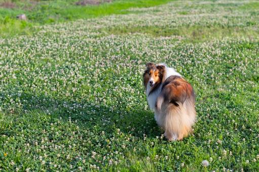 麗 レイ 麗 レイ 家庭犬,散歩,遊ぶの写真素材