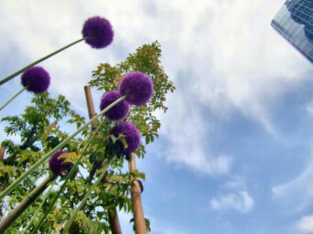 紫の丸い花～アリウム-34 アリウム,ネギ坊主,紫の写真素材