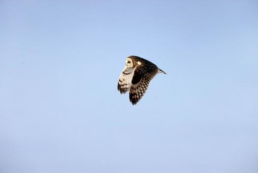 コミミズク コミミズクの写真