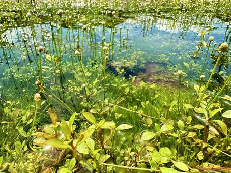 公園　夏の風景　水溜まりの浮き草 太地町森浦,公園,公共施設の写真素材