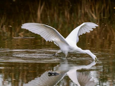 水辺のコサギ 水辺のコサギ コサギ,鳥,野鳥の写真素材