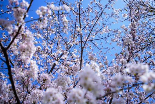 桜 桜の写真