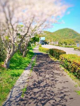 春の木漏れ日 春の木漏れ日の写真