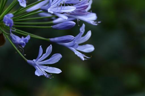 Photo, agapanthus, purple clam, murasaki kunsiran, 