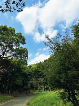 青空と緑豊かな公園 青空と緑豊かな公園 空,緑豊か,青空の写真素材