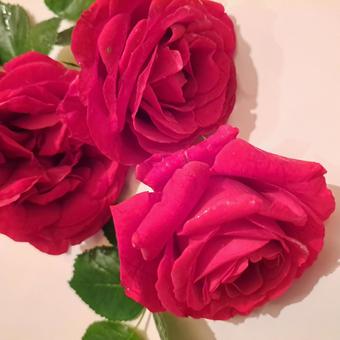 薔薇 薔薇の写真