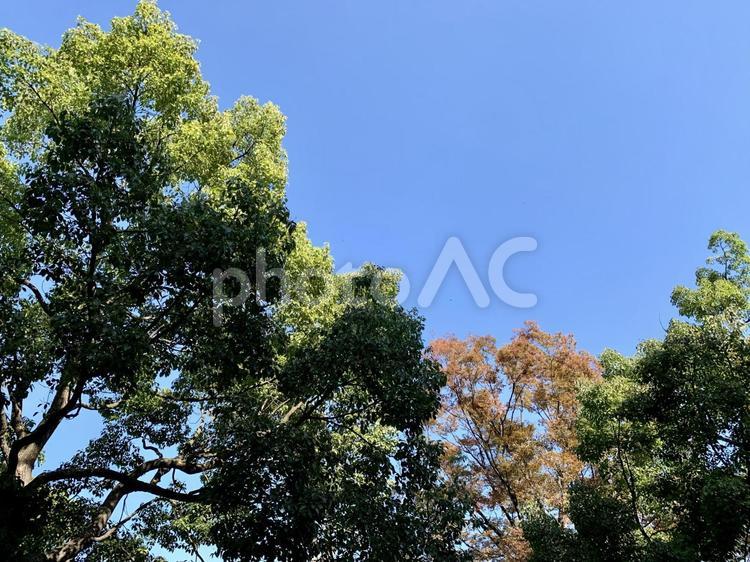 秋の木と青空 秋,空,木の写真素材