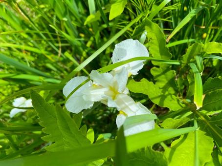 Photo, white, iris, ichihatsu, 