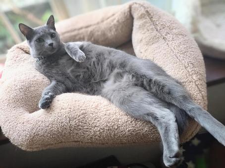 A Russian Blue relaxing with his belly exposed, JPG