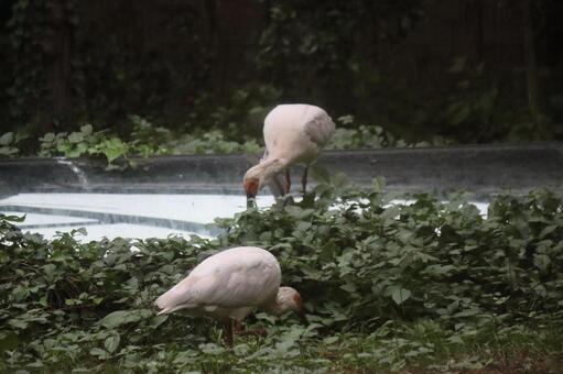佐渡で飼育されている朱鷺（トキ）親子 朱鷺,鳥,野鳥の写真素材