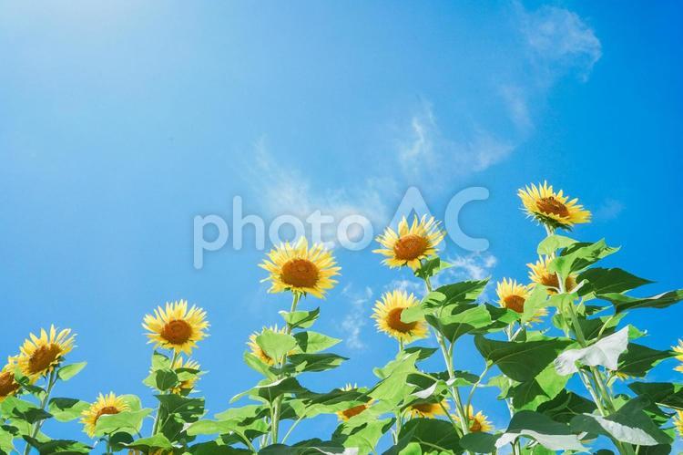 夏の美しい青空とひまわり7 ひまわり,ひまわり畑,ひまわり祭りの写真素材