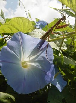 朝顔とカマキリ 朝顔とカマキリ 朝顔,花,夏の写真素材