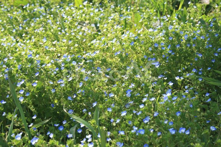 オオイヌノフグリの群生 花,自然,春の写真素材