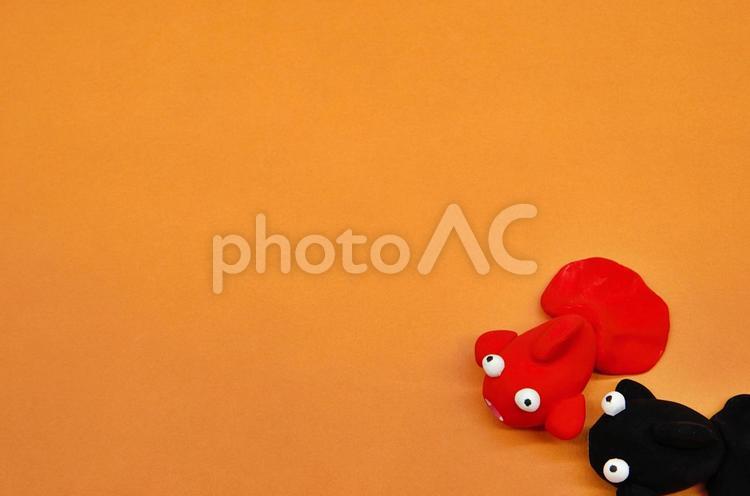 金魚のイメージ（余白あり） 金魚,ペア,黒の写真素材