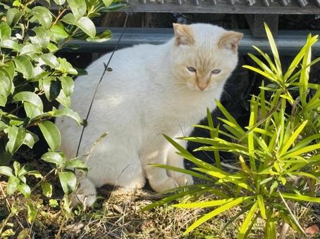 白ネコ36 猫,白猫,ネコの写真素材