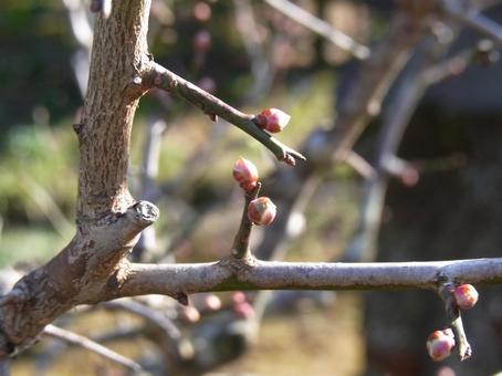 January, the plum trees in Satoyama still have buds, JPG January, the plum trees in Satoyama still have buds, JPG