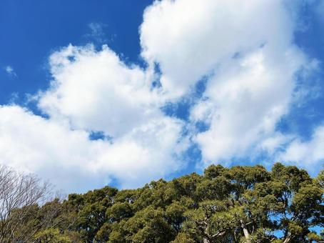 Trees in the park and blue sky with clouds, JPG Trees in the park and blue sky with clouds, JPG