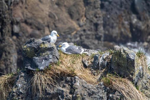 つがいのカモメ つがいのカモメ カモメ,つがい,巣の写真素材