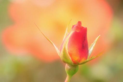 背景に合うバラの蕾 バラ,薔薇,蕾の写真素材