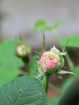 食べられた薔薇のつぼみ 食べられた薔薇のつぼみ 薔薇,花びら,害虫の写真素材