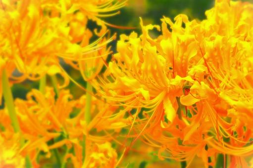 群生する鮮やかなオレンジ色の彼岸花 群生する鮮やかなオレンジ色の彼岸花の写真