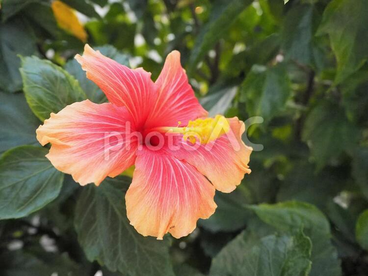 ピンクとオレンジのグラデーションが美しいハイビスカスの花 ハイビスカス,沖縄,ハワイの写真素材