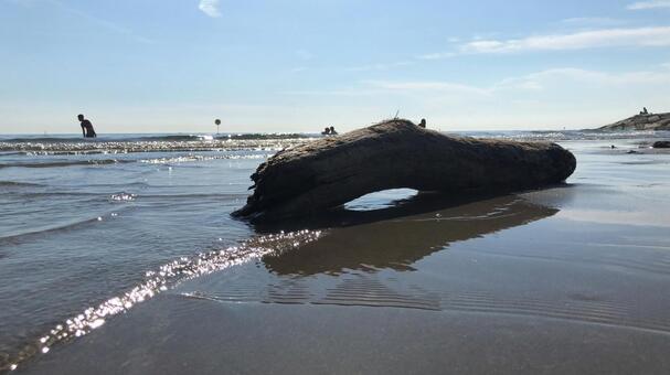 流木越しの海 流木越しの海の写真