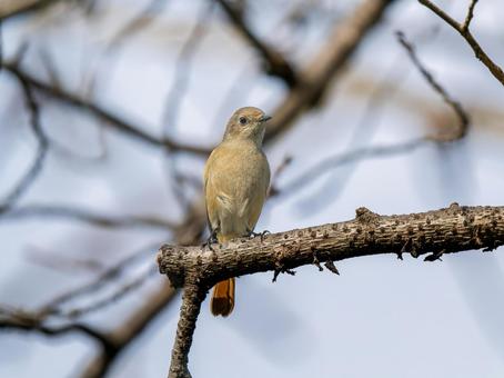 枝にとまるジョウビタキのメス ジョウビタキ,ジョビコ,ジョウビタキのメスの写真素材