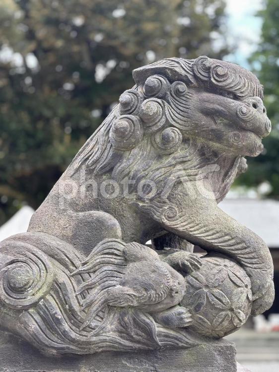 玉を抱く守護神 蛇窪神社,狛犬,撫で白蛇の写真素材