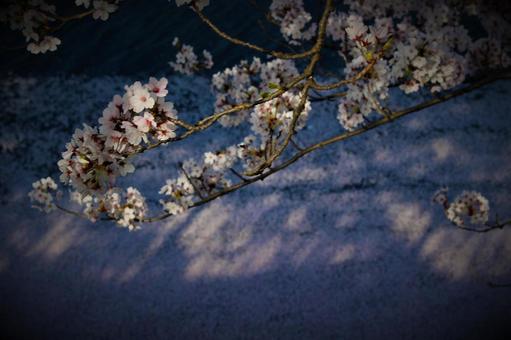 夕暮れ時の桜 夕暮れ時の桜の写真