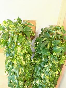 大型観葉植物 ポトスタワー鉢植え10号鉢 大型観葉植物 ポトスタワー鉢植え10号鉢 大型観葉植物,ポトス,タワーの写真素材