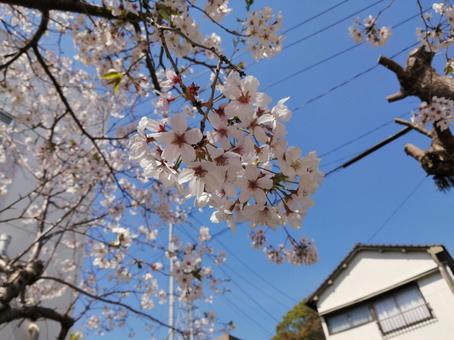 桜の写真