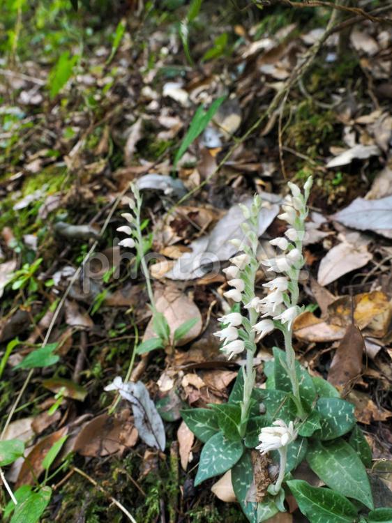 ミヤマウズラのある風景 花,植物,葉の写真素材