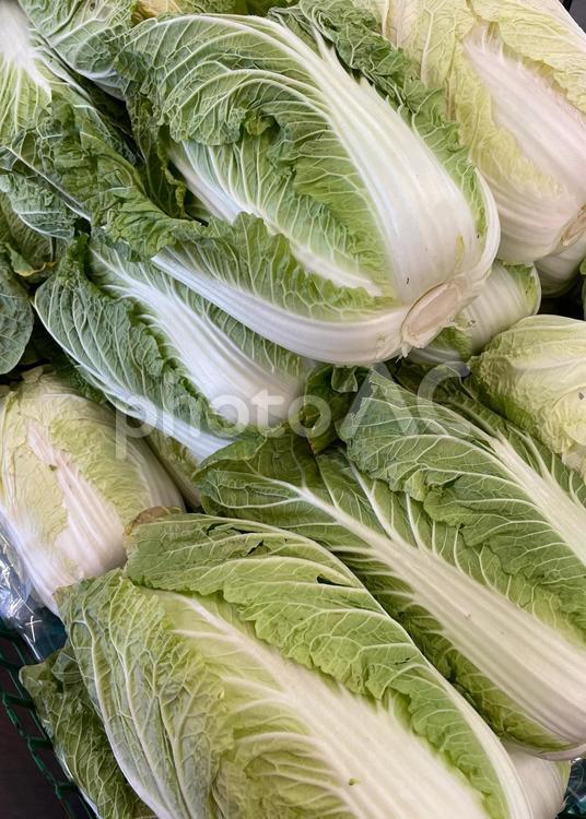 スーパーで売られている白菜 白菜,丸ごと,冬野菜の写真素材