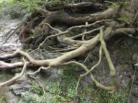 岩場に張る木の根とツタ 岩場に張る木の根とツタの写真