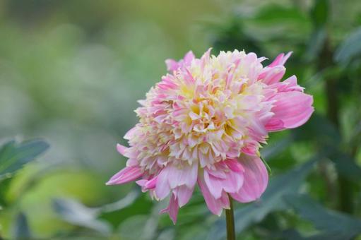 ダリア ダリア ダリア,花,ピンクの写真素材
