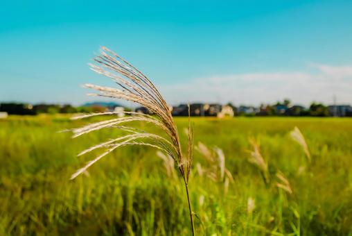 【島根】輝いてたすすき 島根,レトロ,風景の写真素材