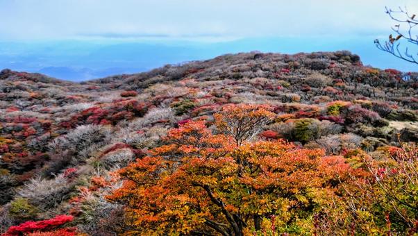 大船山から見える紅葉 自然,植物,秋の写真素材