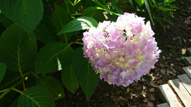 紫陽花 紫陽花の写真