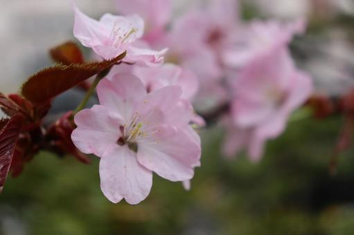 Sakura, JPG