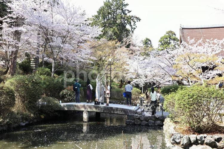 三井寺の桜（大津市） 桜,ピンク,三井寺境内の写真素材
