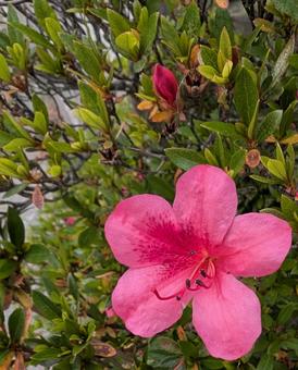 Azalea flowers, JPG
