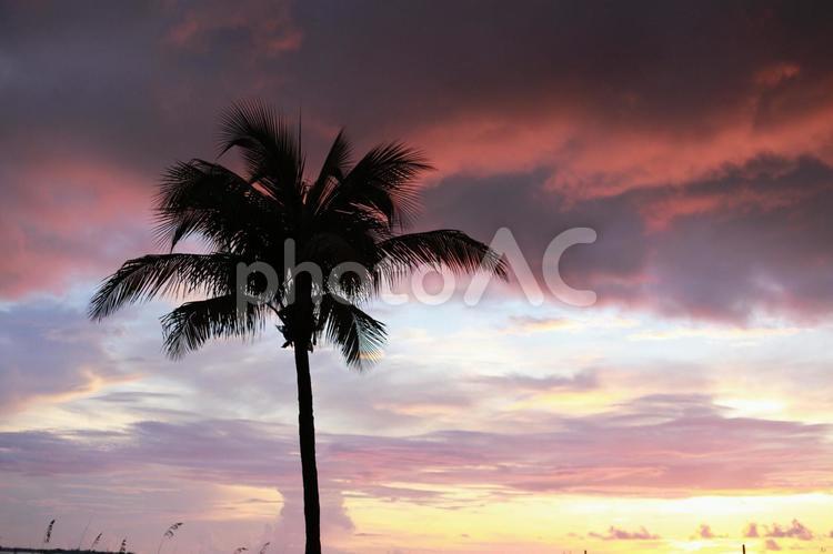 夕暮れ やしの木,ビーチ,夕日の写真素材