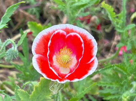 Photo, poppy, flower, cute, 