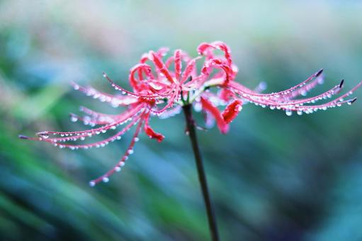 Red spider lily with water droplets, JPG Red spider lily with water droplets, JPG