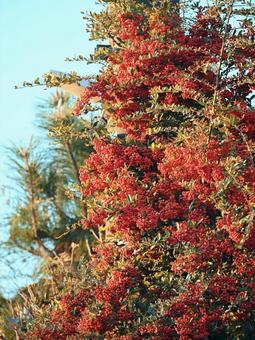 タイドータム 秋,木,赤の写真素材