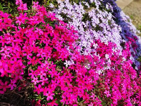 2023庭に咲く芝桜03 2023庭に咲く芝桜03の写真