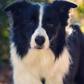 ボーダーコリー 犬,ボーダーコリー,いぬの写真素材